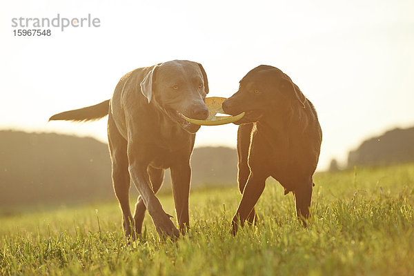 Zwei Labradorwelpen auf einer Wiese  Bayern  Deutschland  Europa