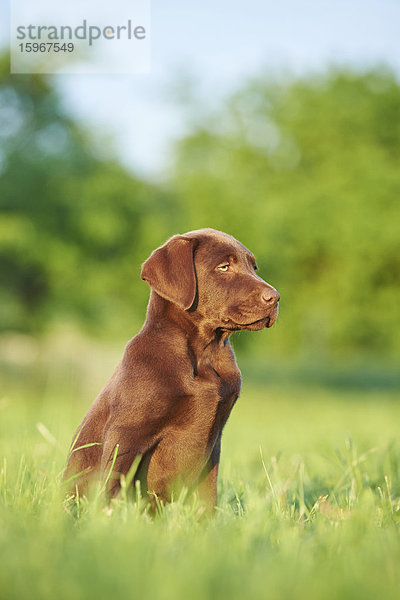 Labradorwelpe auf einer Wiese  Bayern  Deutschland  Europa