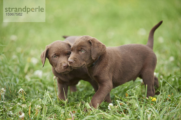 Zwei Labrador Retriever Welpen auf der Wiese  Bayern  Deutschland  Europa