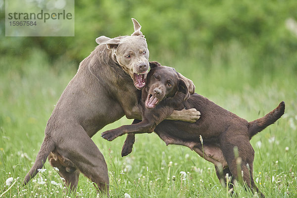 Zwei Labrador Retriever auf der Wiese  Bayern  Deutschland  Europa