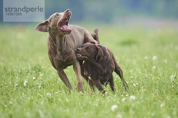 Zwei Labrador Retriever auf der Wiese  Bayern  Deutschland  Europa