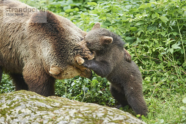 Braunbären  Ursus arctos  Nationalpark Bayerischer Wald  Bayern  Deutschland  Europa