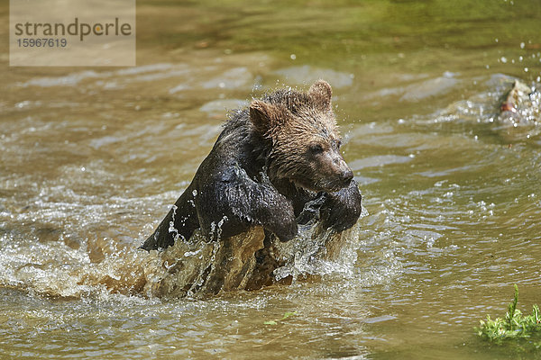 Braunbären  Ursus arctos  Nationalpark Bayerischer Wald  Bayern  Deutschland  Europa