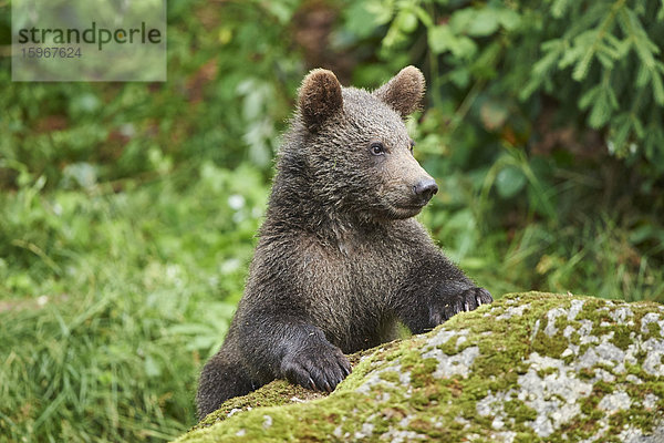 Braunbär  Ursus arctos  Nationalpark Bayerischer Wald  Bayern  Deutschland  Europa