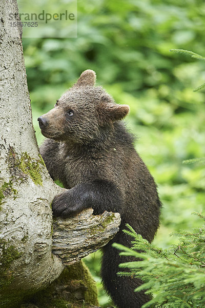 Braunbär  Ursus arctos  Nationalpark Bayerischer Wald  Bayern  Deutschland  Europa