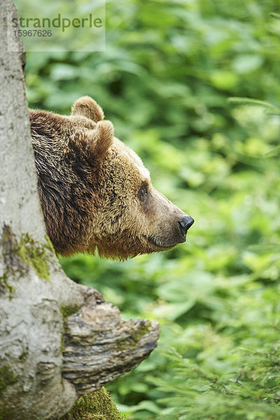 Braunbär  Ursus arctos  Nationalpark Bayerischer Wald  Bayern  Deutschland  Europa