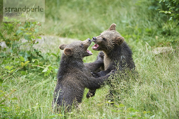 Braunbären  Ursus arctos  Nationalpark Bayerischer Wald  Bayern  Deutschland  Europa