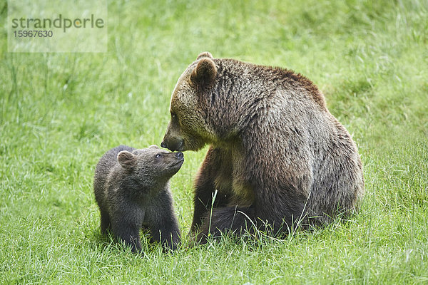 Braunbär  Ursus arctos  und Bärenjunges  Nationalpark Bayerischer Wald  Bayern  Deutschland  Europa