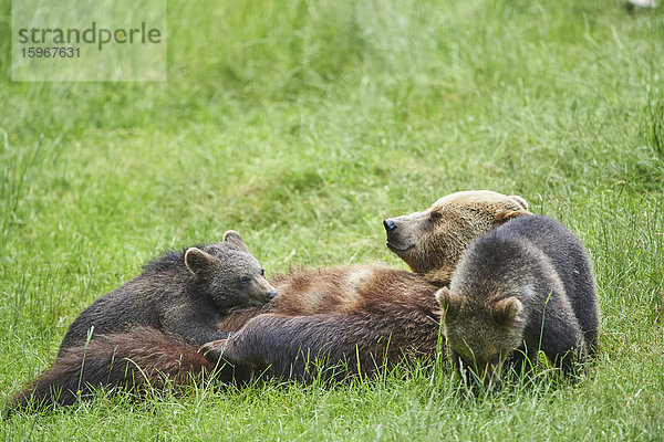 Braunbär  Ursus arctos  und Bärenjunges  Nationalpark Bayerischer Wald  Bayern  Deutschland  Europa