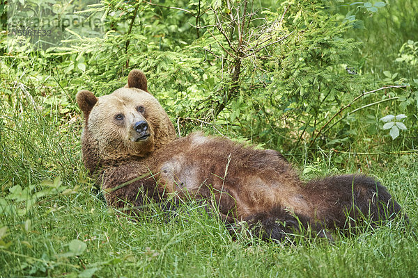 Braunbär  Ursus arctos  Nationalpark Bayerischer Wald  Bayern  Deutschland  Europa