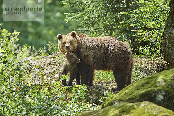 Braunbär  Ursus arctos  und Bärenjunges  Nationalpark Bayerischer Wald  Bayern  Deutschland  Europa