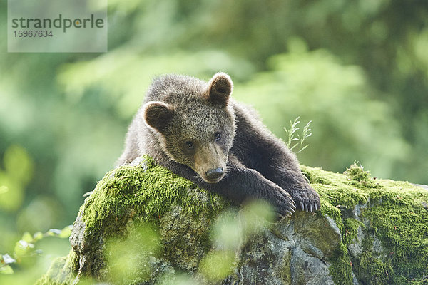 Braunbär  Ursus arctos  Nationalpark Bayerischer Wald  Bayern  Deutschland  Europa