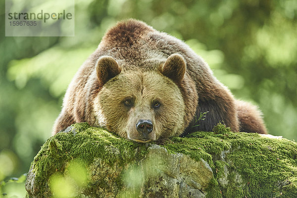 Braunbär  Ursus arctos  Nationalpark Bayerischer Wald  Bayern  Deutschland  Europa