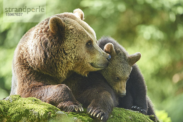 Braunbär  Ursus arctos  und Bärenjunges  Nationalpark Bayerischer Wald  Bayern  Deutschland  Europa