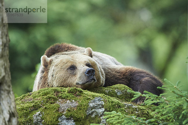 Braunbär  Ursus arctos  Nationalpark Bayerischer Wald  Bayern  Deutschland  Europa