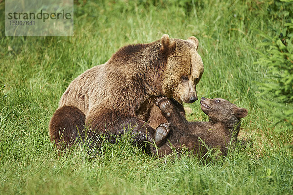 Braunbären  Ursus arctos  Nationalpark Bayerischer Wald  Bayern  Deutschland  Europa