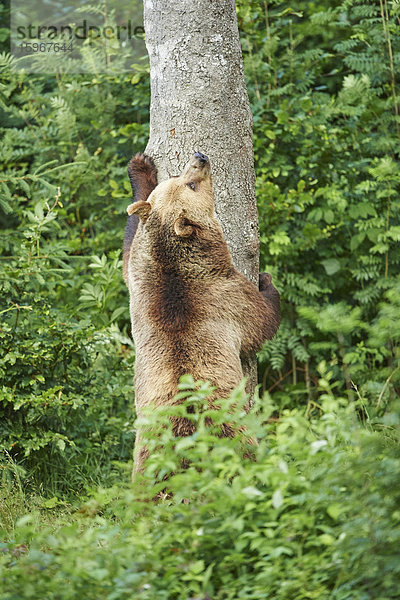 Braunbär  Ursus arctos  Nationalpark Bayerischer Wald  Bayern  Deutschland  Europa