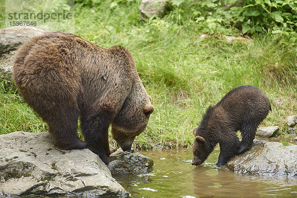 Braunbär  Ursus arctos  und Bärenjunges  Nationalpark Bayerischer Wald  Bayern  Deutschland  Europa