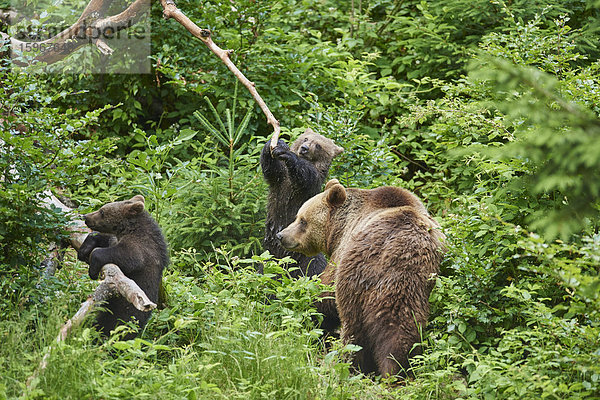 Braunbär  Ursus arctos  und Bärenjunges  Nationalpark Bayerischer Wald  Bayern  Deutschland  Europa