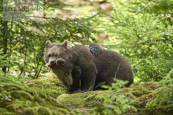 Braunbär  Ursus arctos  und Bärenjunges  Nationalpark Bayerischer Wald  Bayern  Deutschland  Europa