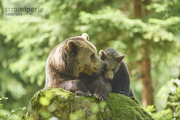 Braunbär  Ursus arctos  und Bärenjunges  Nationalpark Bayerischer Wald  Bayern  Deutschland  Europa