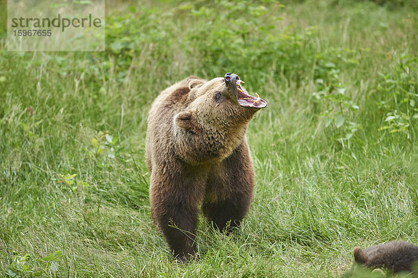 Braunbär  Ursus arctos  Nationalpark Bayerischer Wald  Bayern  Deutschland  Europa