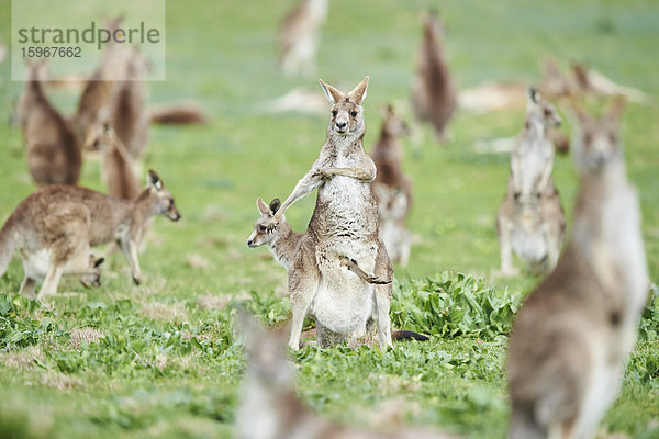 Östliche graue Riesenkängurus  Macropus giganteus  Victoria  Australien