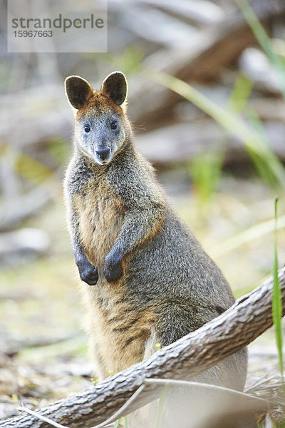 Sumpfwallaby  Wallabia bicolor  Victoria  Australien