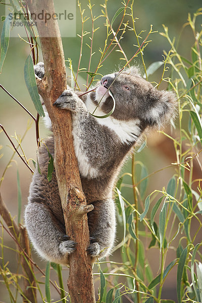 Koala  Phascolarctos cinereus  Victoria  Australien