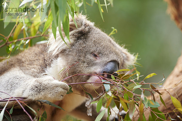 Koala  Phascolarctos cinereus  Victoria  Australien