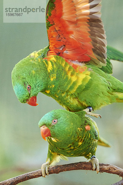 Zwei Schuppenloris  Trichoglossus chlorolepidotus  Victoria  Australien