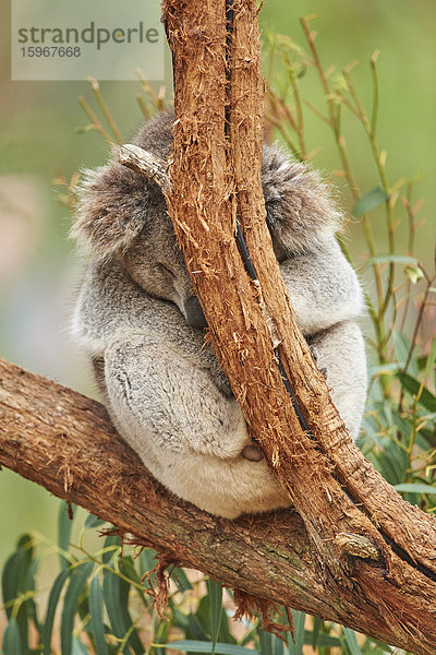 Koala  Phascolarctos cinereus  Victoria  Australien