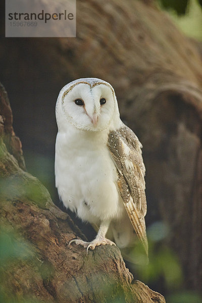 Schleiereule  Tyto alba  Victoria  Australien