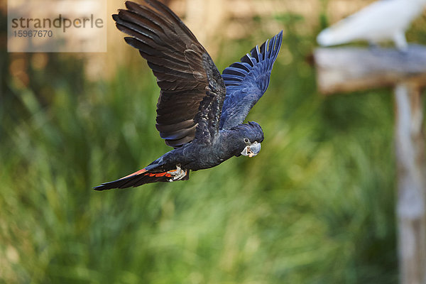 Banks-Rabenkakadu  Calyptorhynchus banksii  Victoria  Australien