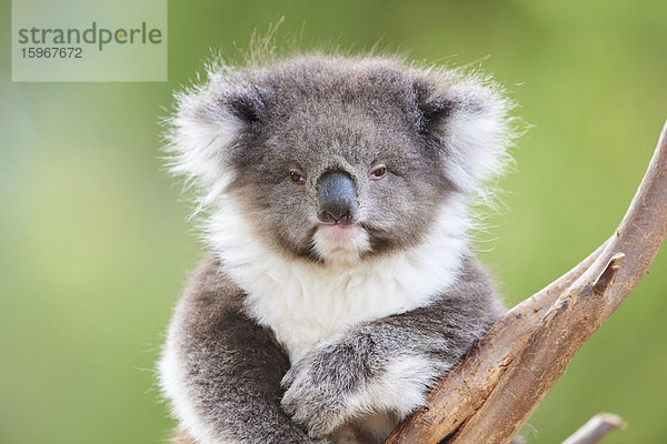 Koala  Phascolarctos cinereus  Victoria  Australien