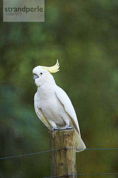 Gelbhaubenkakadu  Cacatua galerita  Dandenong-Ranges-Nationalpark  Victoria  Australien