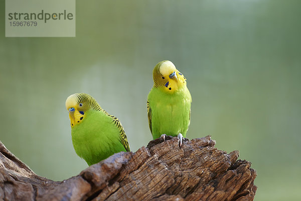 Zwei Wellensittiche  Melopsittacus undulatus  Victoria  Australien