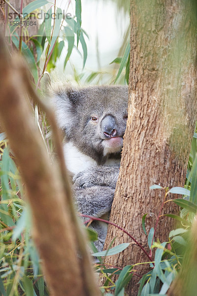 Koala  Phascolarctos cinereus  Victoria  Australien