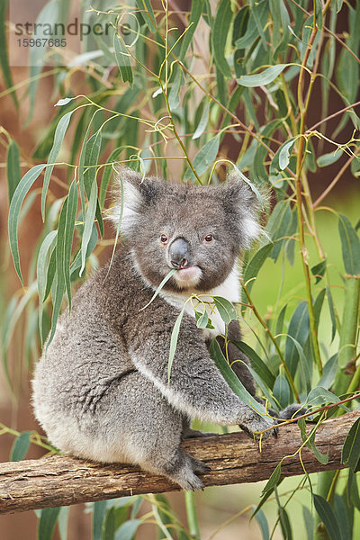 Koala  Phascolarctos cinereus  Victoria  Australien