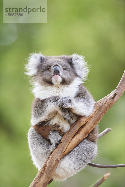 Koala  Phascolarctos cinereus  Victoria  Australien