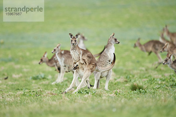 Östliche graue Riesenkängurus  Macropus giganteus  Victoria  Australien