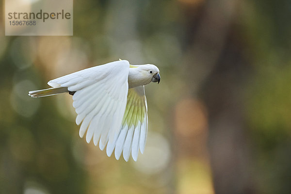 Gelbhaubenkakadu  Cacatua galerita  Dandenong-Ranges-Nationalpark  Victoria  Australien