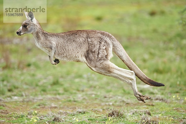 Östliches graues Riesenkänguru  Macropus giganteus  Victoria  Australien