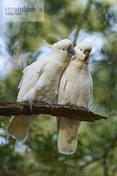 Zwei Gelbhaubenkakadus  Cacatua galerita  Dandenong-Ranges-Nationalpark  Victoria  Australien