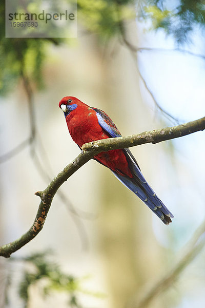 Pennantsittich  Platycercus elegans  Dandenong-Ranges-Nationalpark  Victoria  Australien