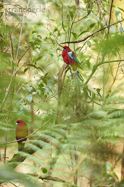 Zwei Pennantsittiche  Platycercus elegans  Dandenong-Ranges-Nationalpark  Victoria  Australien