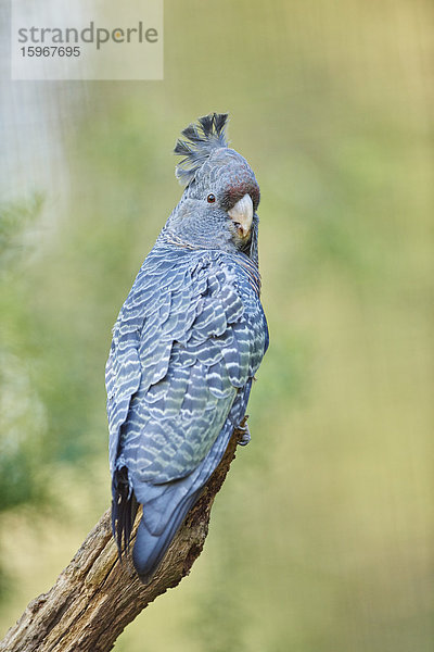 Helmkakadu  Callocephalon fimbriatum  Victoria  Australien