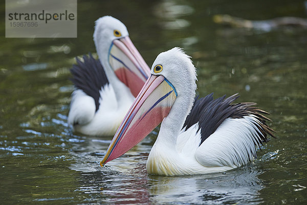 Zwei Brillenpelikane  Pelecanus conspicillatus  New South Wales  Australien