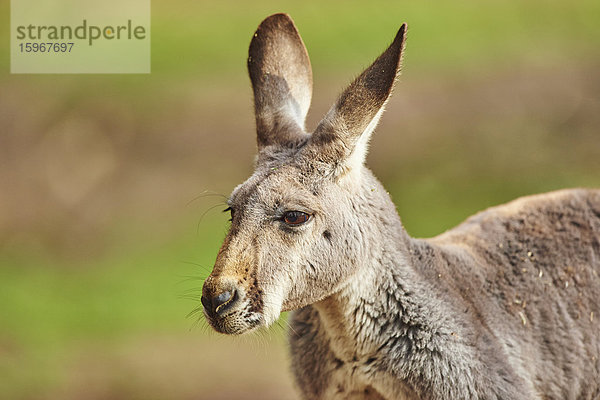 Östliches graues Riesenkänguru  Macropus giganteus  Victoria  Australien