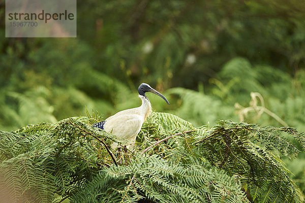 Molukken ibis  Threskiornis moluccus  Victoria  Australien